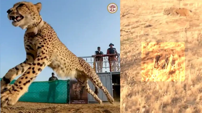 cheetah-mp-cm