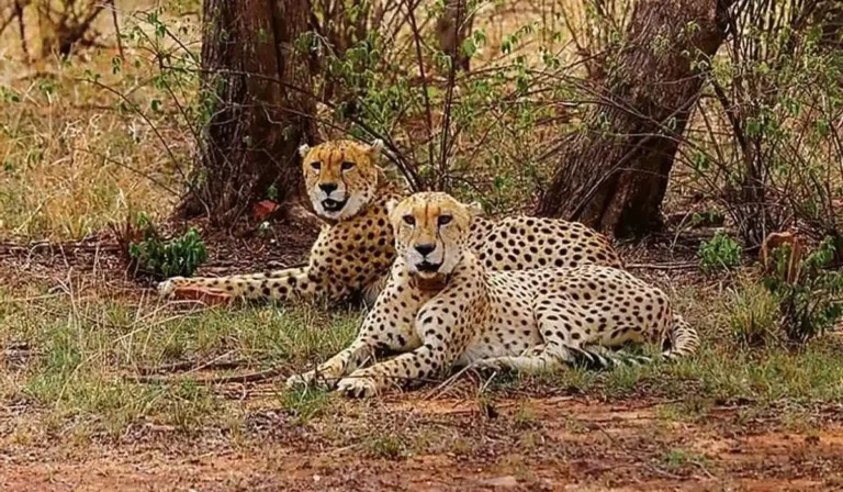 cheetah-project