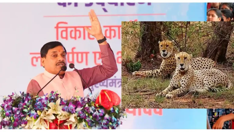 mp-cheetha-cm