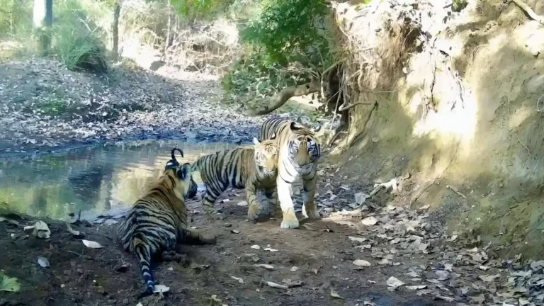tiger-reserves