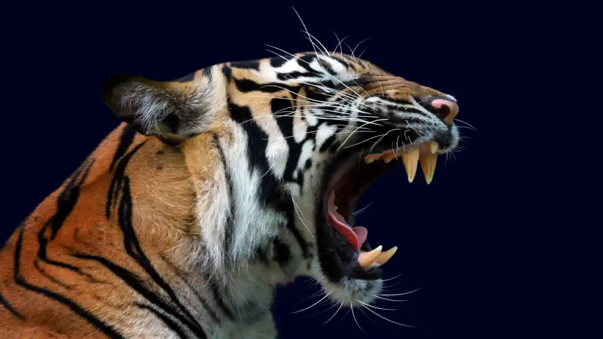 attacking-tiger