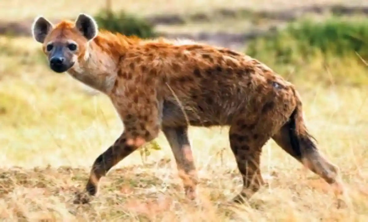 hyena