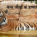state-tiger-force