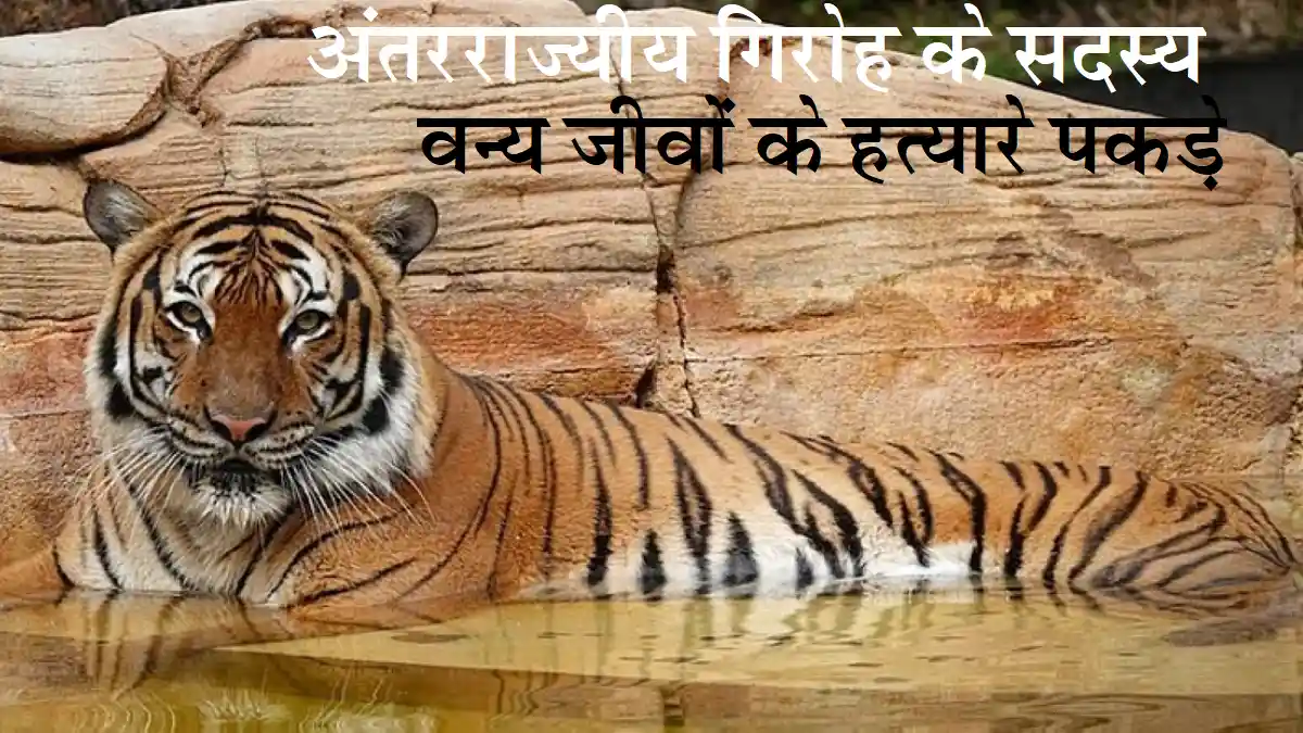 state-tiger-force
