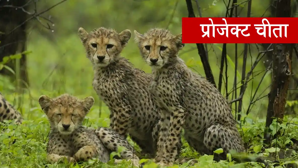 mp-cheetah-project