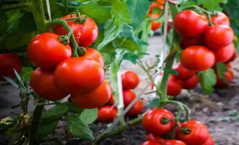 tomato-farming