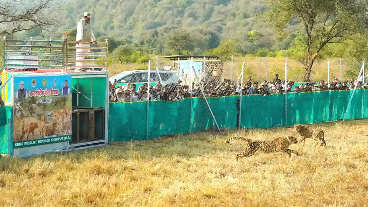 cheetah-veera-kuno-cm