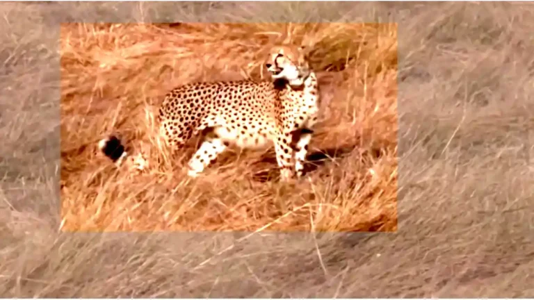 kuno-cheetah-cub