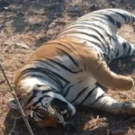 tiger-dead-hilgan