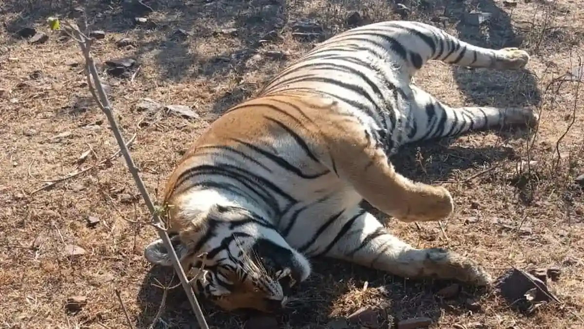 tiger-dead-hilgan