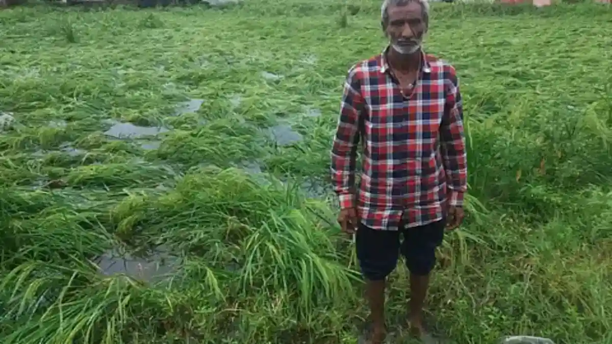 mp-rain-crops