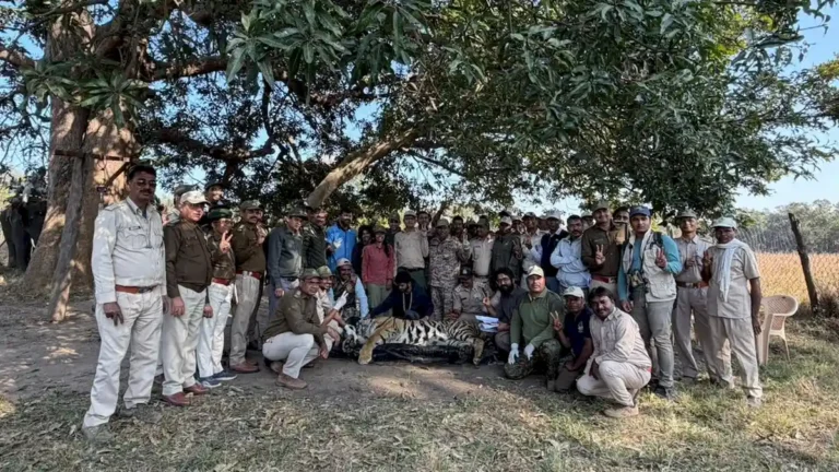 tiger-translocation-nauradehi