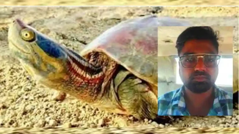 turtle-smuggling
