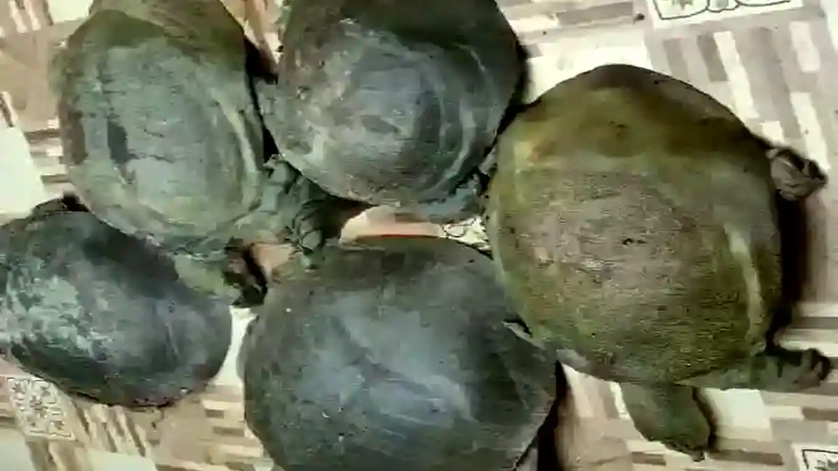 turtle-smuggling-in-train